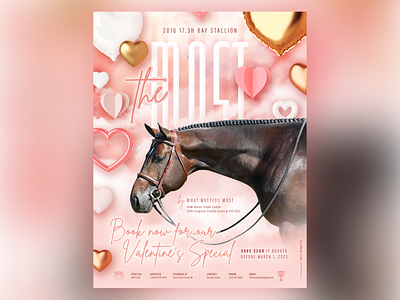 Stallion Advertisement ad designer aqha aqha ad equestrian equine equine ad equine design horse horse ad hunter under saddle hus print design printer designer quarter horse show horse stallion stallion ad stallion design