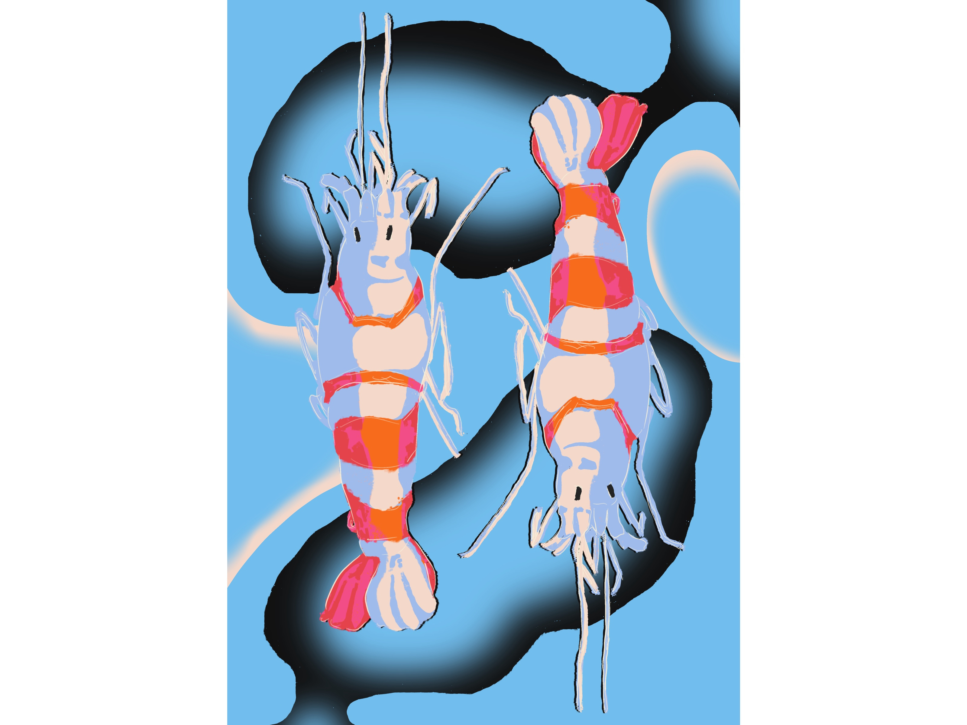 Twin Shrimp hand drawn illustration shrimp