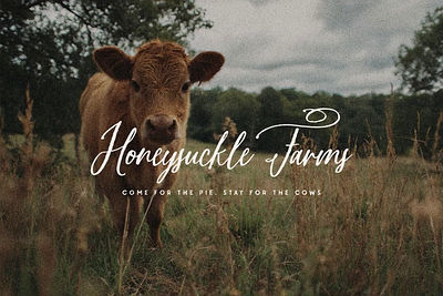 Fun with September Harvest Font calligraphy font hand drawn modern calligraphy type typeface