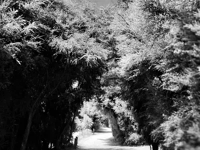 Walking through the beach forest. adventure beach black and white photography forest photography popular portrait trees