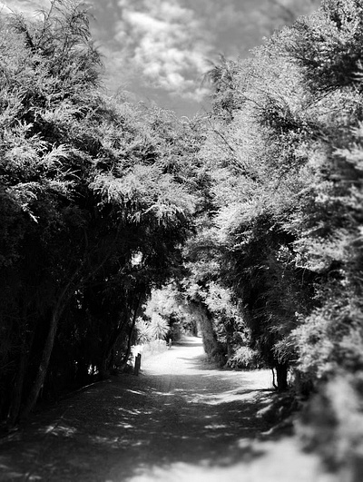 Walking through the beach forest. adventure beach black and white photography forest photography popular portrait trees