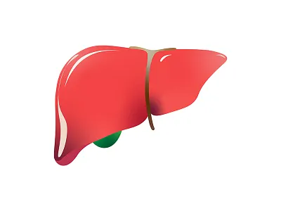 Liver Logo anatomical liver aravind reddy tarugu biology biotech brand liver design graphic design human liver illustration liver liver design liver graphic liver illustration liver logo logo medical liver scientists ui