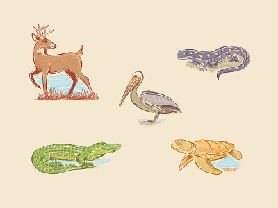 SC Wildlife alligator animals deer design graphic design illustration illustrator pelican salamander texture turtle vector wildlife