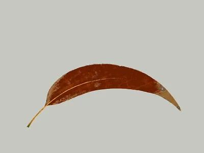 The Leaf design digital art digitalart flora ipad leaf nature procreate red leaf