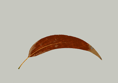 The Leaf design digital art digitalart flora ipad leaf nature procreate red leaf