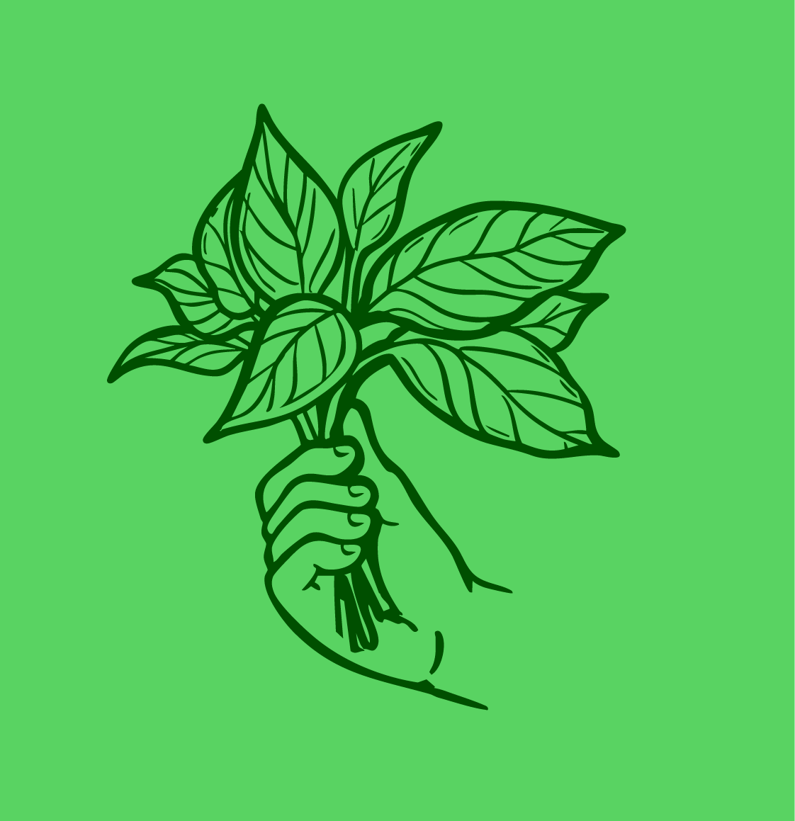 Bristol Basil Co Logo basil basil co logo organic grocers basil logo graphic logo grocers logo handmade font logo handmade logo illustration organic logo organic veg logo