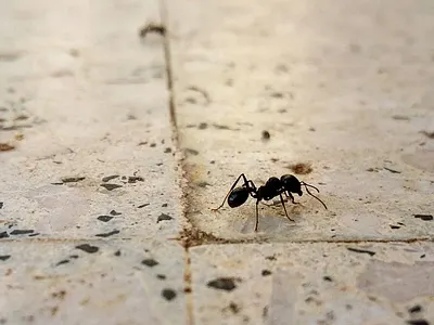 PHOTOGRAPHY through an ant journey! closeup graphic design journey macro photography