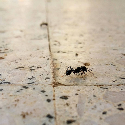 PHOTOGRAPHY through an ant journey! closeup graphic design journey macro photography