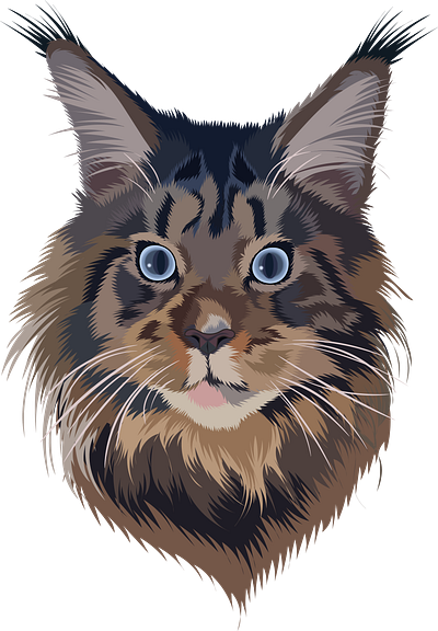 mainecoon animalart art blueeyes cat catlover digitalart digitalillustration illustration mainecoon petportrait portrait vector vectorart vectorillustration