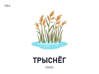 Трыснёг / Reed belarus belarusian language daily flat icon illustration vector word