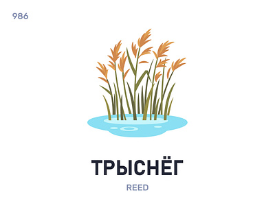 Трыснёг / Reed belarus belarusian language daily flat icon illustration vector word