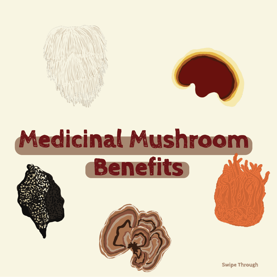 Medicinal Mushrooms design graphic design illustration vector