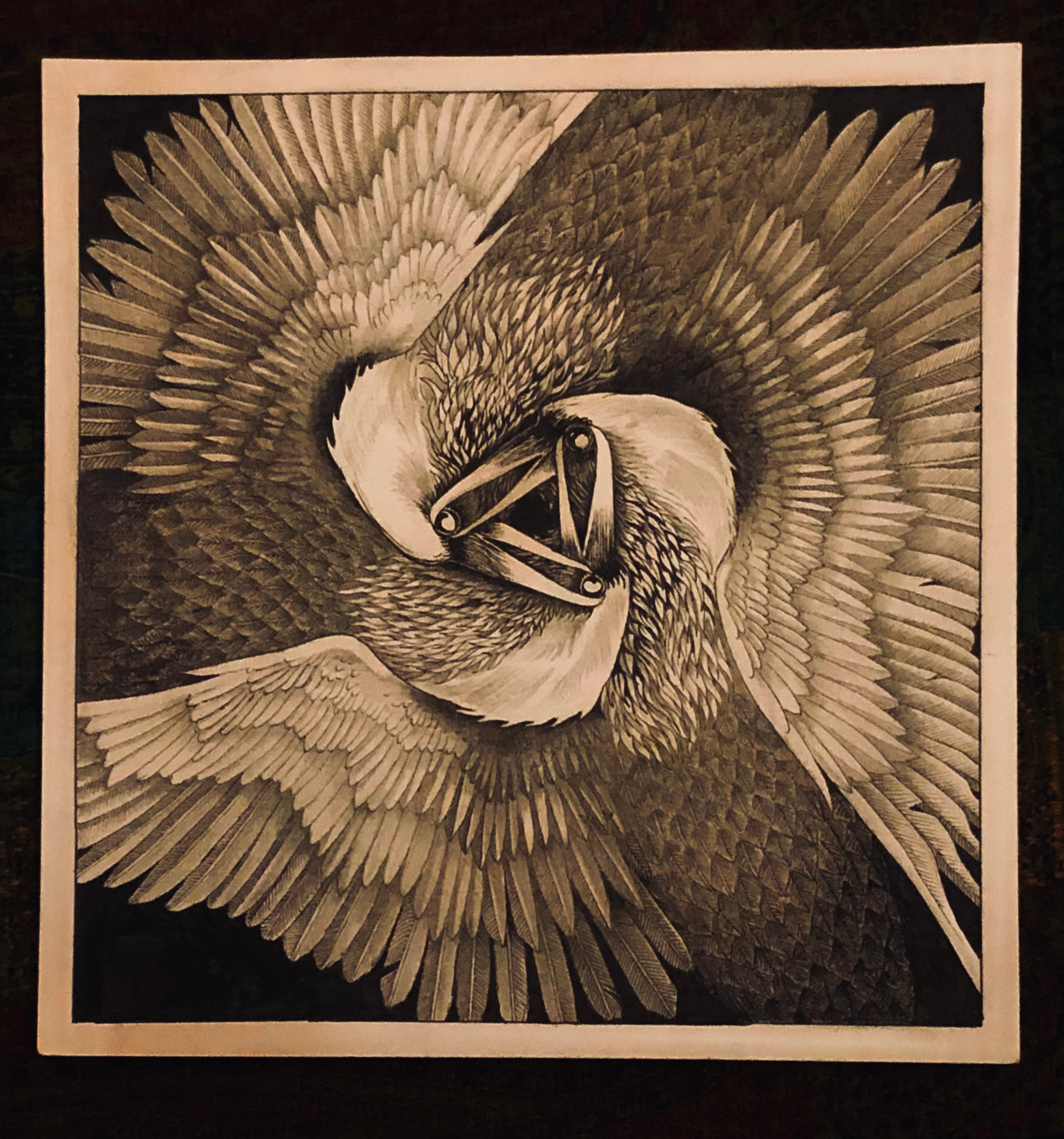 Raven Triskelion , pen and pencil drawing. celtic inspired illustration pen snd pencil raven