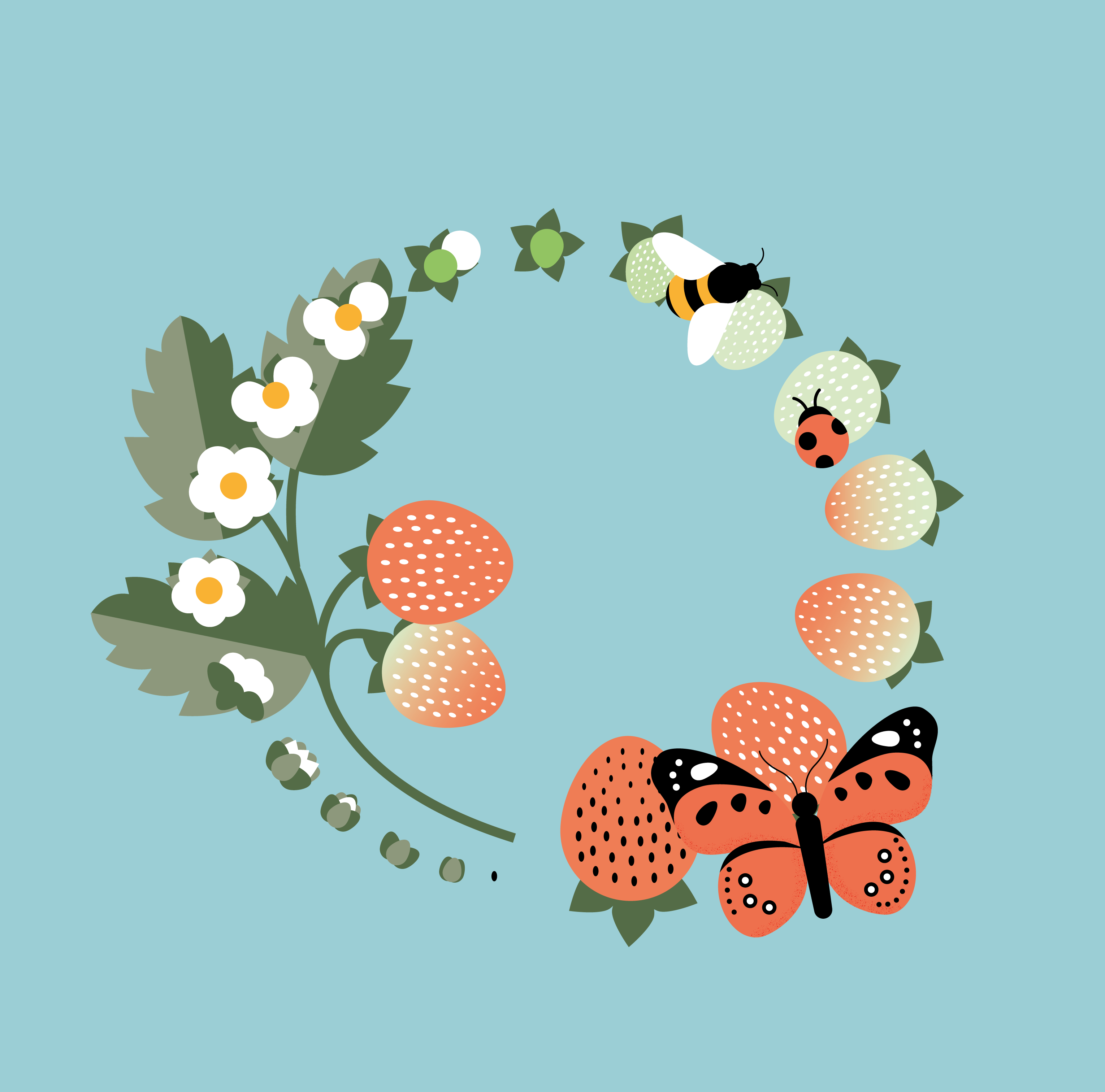 Example of Strawberry life cycle infographic