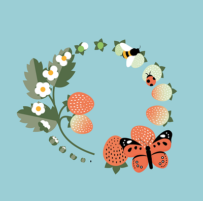 Strawberry life cycle infographic botanical botany illustration infographic strawberry vector