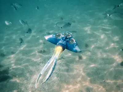 Through the planet core