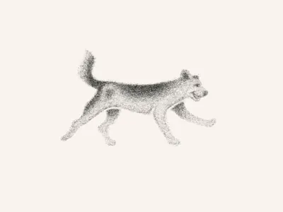 Arlo 2d animation animation art beagle blue heeler cel cel animation dog frame by frame illustration pencil procreate puppy run run cycle walk cycle