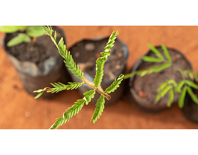 Update on our Ten Million Trees programme! agency news environment sustainability trees