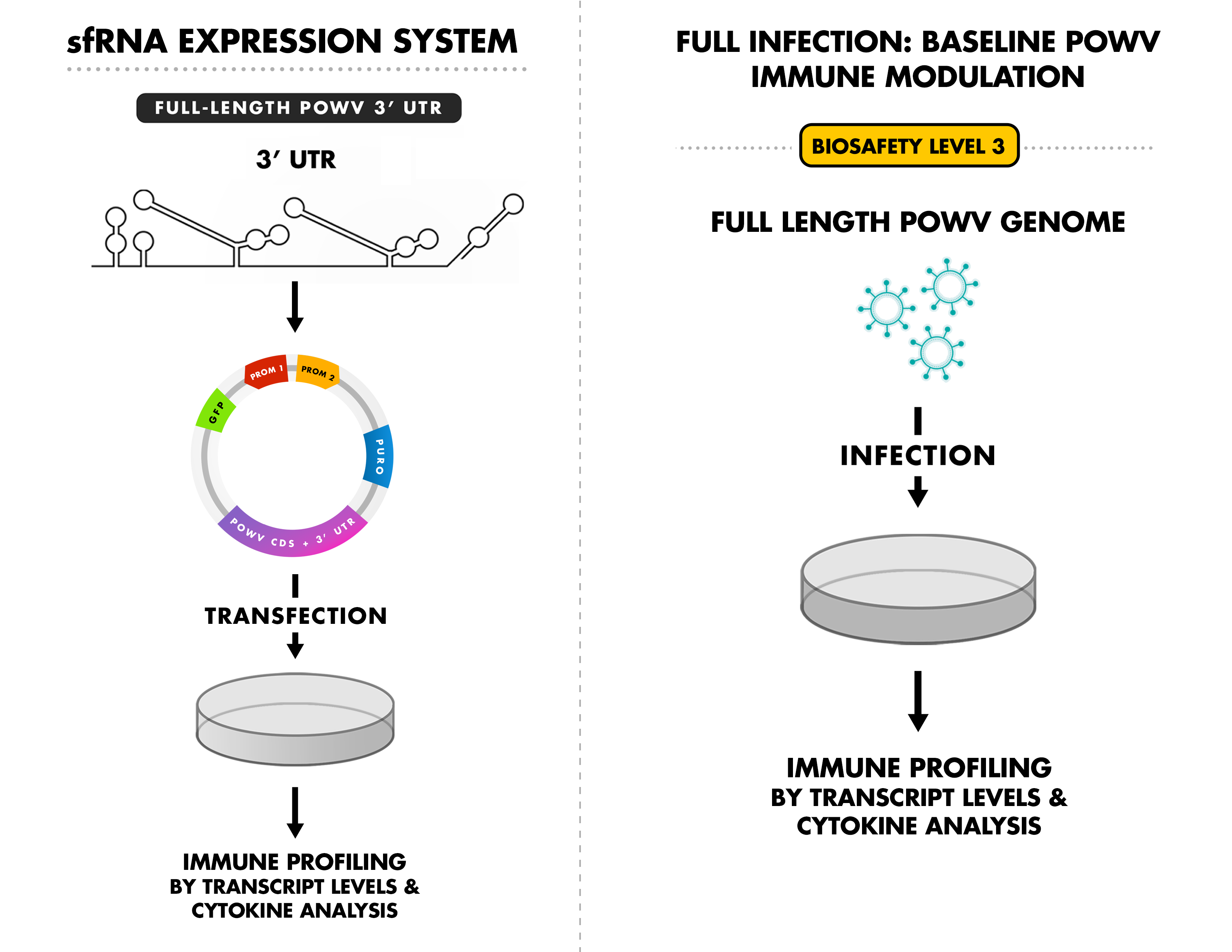 Scientific Process Figure Graphics biochem data data visualization dataviz emory figures science