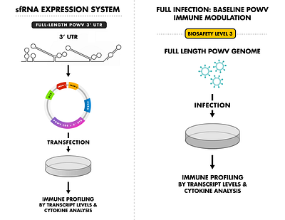 Scientific Process Figure Graphics biochem data data visualization dataviz emory figures science