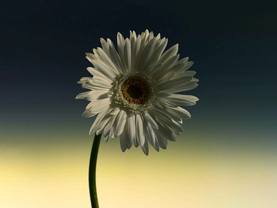 First Light- 3D Model 3d 3d abstract 3d art 3d art design 3d design 3d flower 3d illustration 3d rendering 3d visual art design artist flower gradient gradient coloring inspiration inspire minimalist