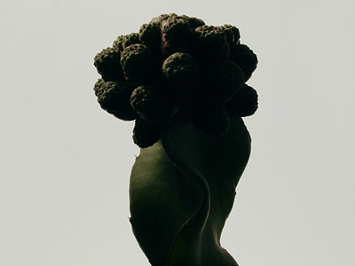 The Cereus Cactus 3d 3d art 3d art work 3d composition 3d design 3d element art work blender botanical cactus classic inspiration inspire minimalist design minimalistic vintage vintage design