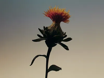 The Safflower Study 3d 3d abstract 3d art 3d artwork 3d design 3d flower 3d illustration 3d model 3d modelling 3d rendering 3d visual beautiful botanical botanical design clean conceptual flower inspire organic