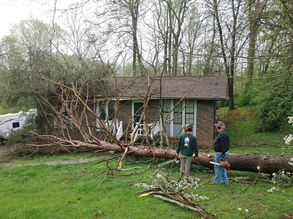 Tree Removal Knoxville TN by davestreeand stump on Dribbble