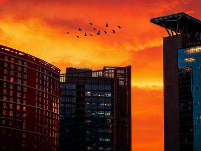 天边孤雁披彩霞 atmosphere