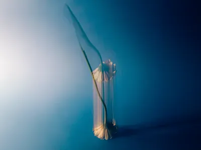 Abstract 3D Floral Render 3d 3d abstract art 3d art 3d design 3d flower 3d render 3d visual abstract art aesthetic beautiful design blue clean design floral floral render flower gradient inspire inspired minimalist