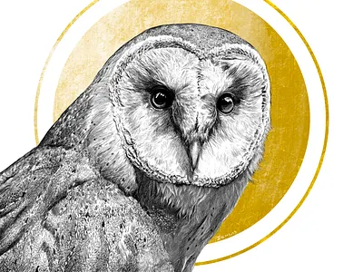 Barn Owl illustration animal art animal illustration black and white illustration procreate realistic