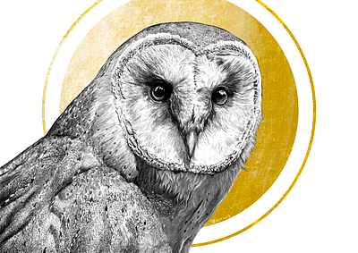 Barn Owl illustration animal art animal illustration black and white illustration procreate realistic