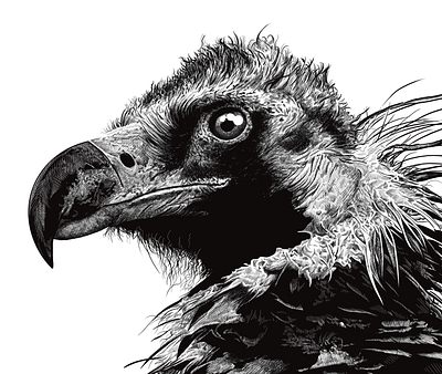 Black vulture portrait animal animal art animal illustration black and white illustration