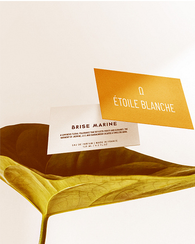Étoile Blanche - Designing Brands with Strategy, Identity.. branding graphic design logo