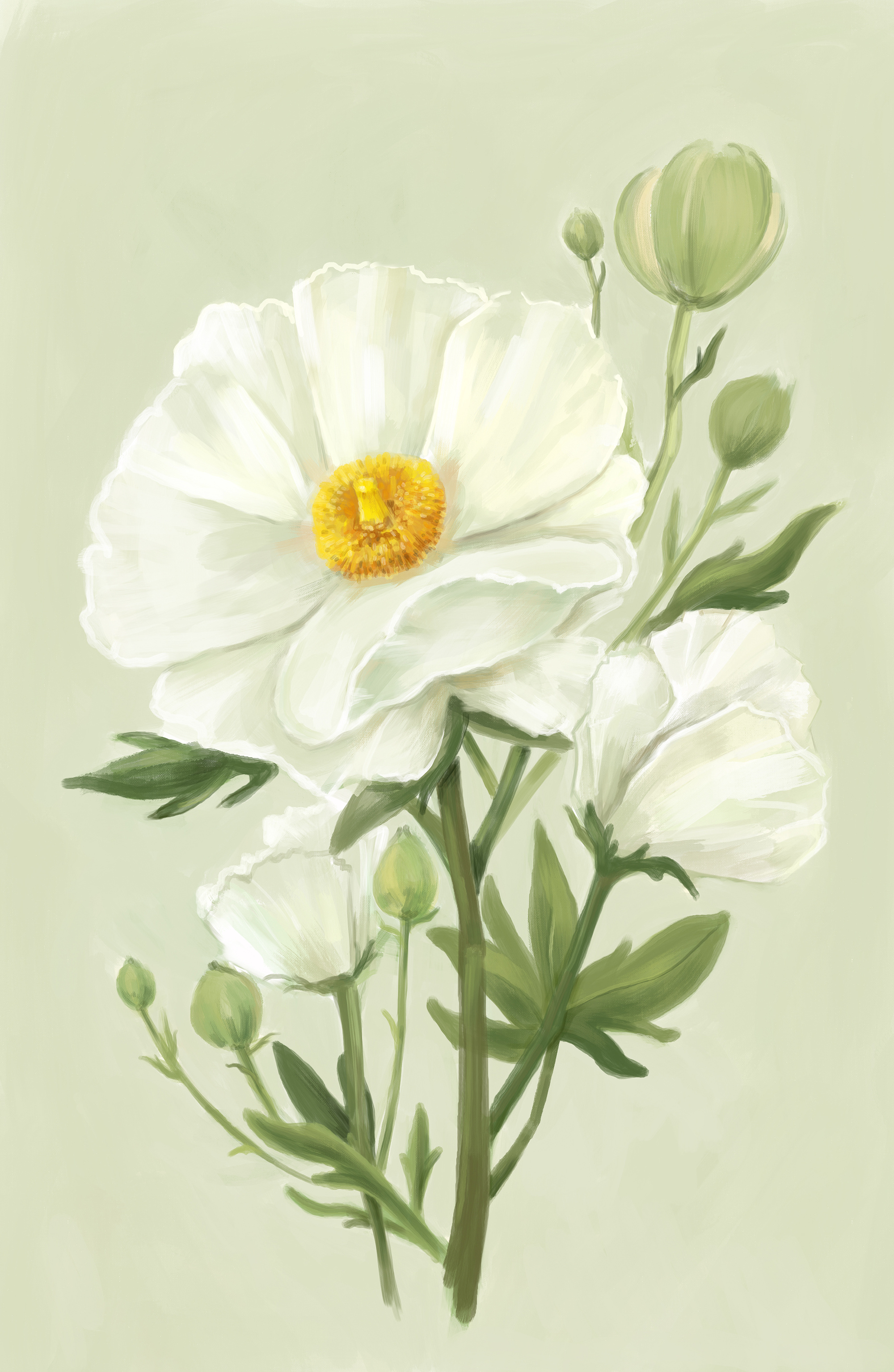 Matilija Poppy illustration