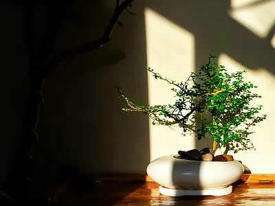 初秋 摄影，广告，三维动画