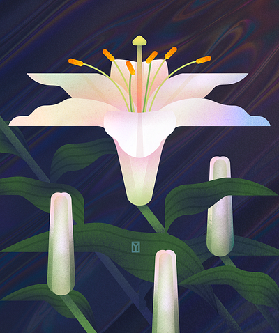 White Lilies digital 2d flat design flat illustration flower illustration flowers illustration poster vector art vector artwork