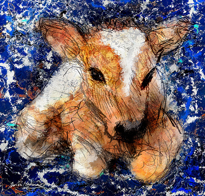 Veau