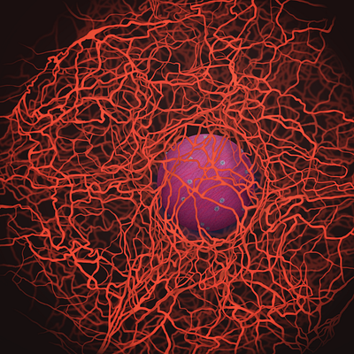 Сytoskeleton Microtubules adobe illustrator illustration microbiology noai science scientific illustration vector
