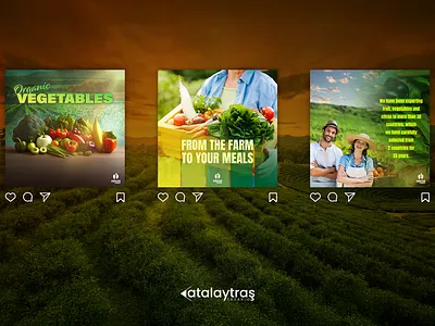 Social Media Design branding design graphic design