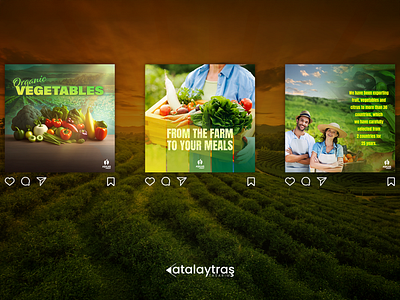 Social Media Design branding design graphic design