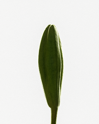 Anatomy of a Flower .003 3d 3d artist 3d designer c4d cgi cinema 4d octane render