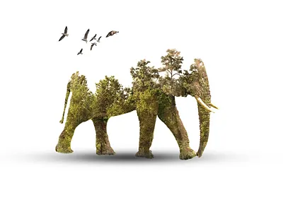 Photo Manipulation 3