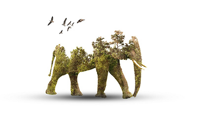 Photo Manipulation 3