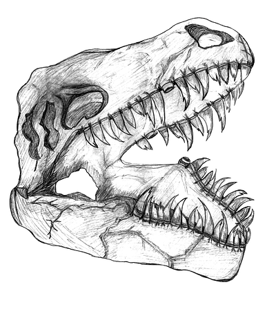 T-Rex Fossil Illustration graphic design illustration vector
