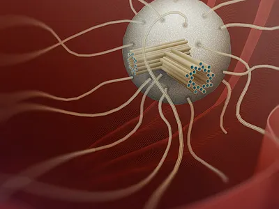 Cytoskeleton Microtubules adobe illustrator biological illustration biology cell cytoskeleton illustration microbiology microtubules science scientific illustration vector