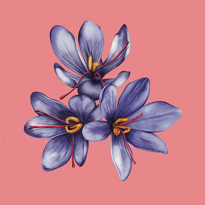 Saffron Flowers art beautiful beauty botanical botanical painting cosmetic digital digital painting elegant floral flower painting flowers illustration art illustrator nature painting purple purple flower saffron spring