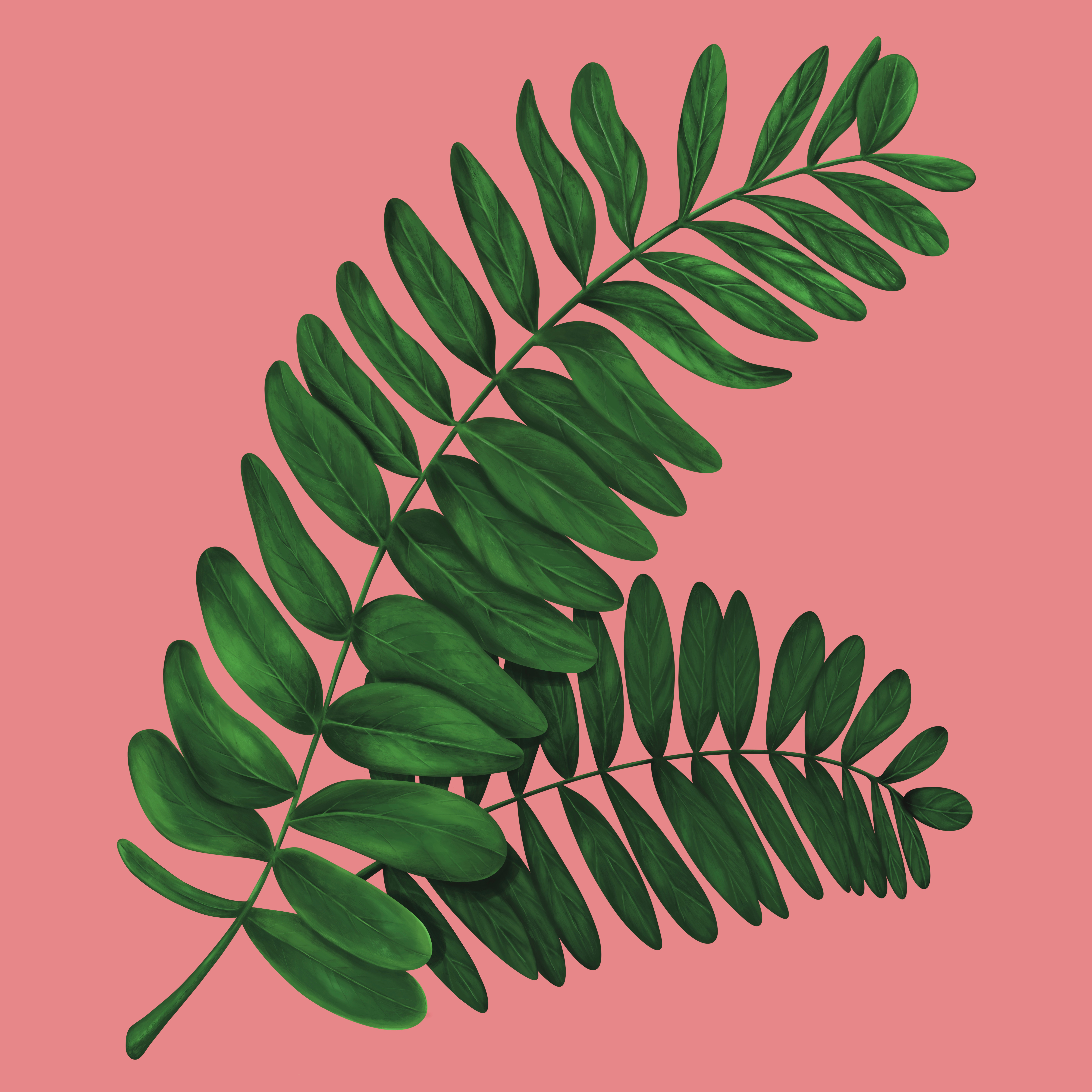 Tamarind Leaves painting detail digital painting fern hand drawn illustration illustration art illustrator leaf leaves leaves painting macro natural nature organic painting palm plant plant painting plants tamarind
