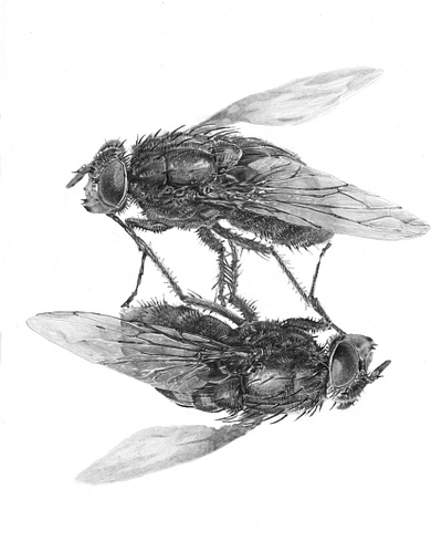 2 flys illustration