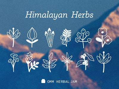 Himalayan Herbs botanical design elegant flat food graphic design icon illustration minimal minimalist nature organic plant plants simple vector
